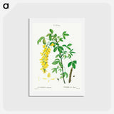 アートポストカード-Common laburnum - ピエール ジョゼフ ルドゥーテ Postcard.