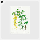アートポストカード-Common laburnum - ピエール ジョゼフ ルドゥーテ Postcard.