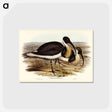 アートポストカード-Straw-necked Ibis
 - オーストラリアの鳥 Postcard.