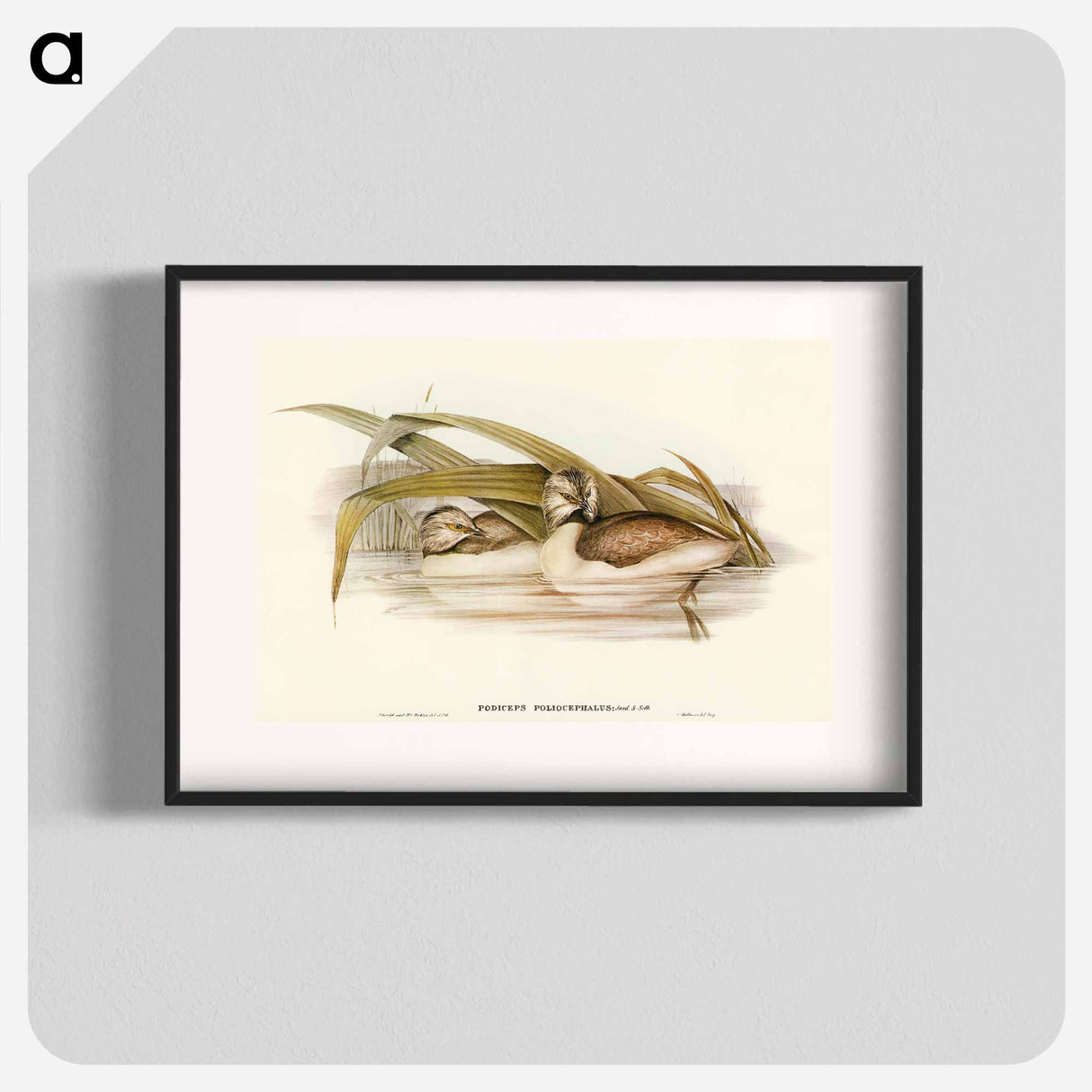 Hoary-headed Grebe
 - オーストラリアの鳥 Poster.