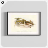 Hoary-headed Grebe
 - オーストラリアの鳥 Poster.