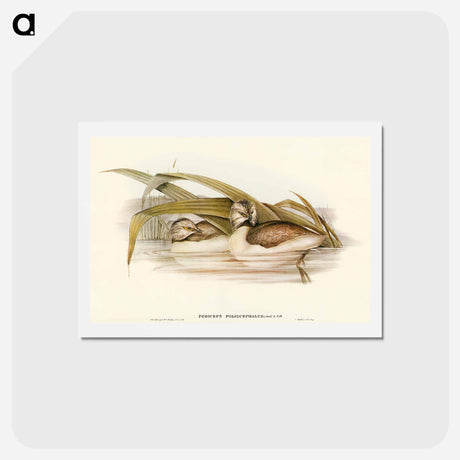 アートポストカード-Hoary-headed Grebe
 - オーストラリアの鳥 Postcard.