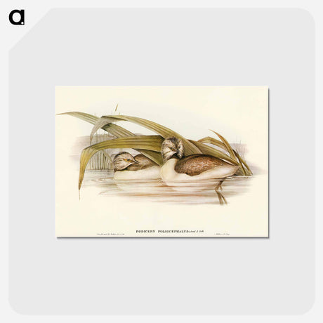 アートポストカード-Hoary-headed Grebe
 - オーストラリアの鳥 Postcard.