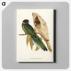 アートパネル-Yellow-collared Parakeet
 - ジョン グールド Canvas.