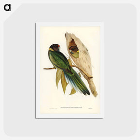 アートポストカード-Yellow-collared Parakeet
 - ジョン グールド Postcard.