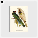 アートポストカード-Yellow-collared Parakeet
 - ジョン グールド Postcard.