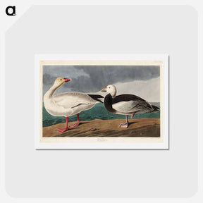 アートポストカード-Snow Goose
 - ジョン ジェームス オーデュボン Postcard.