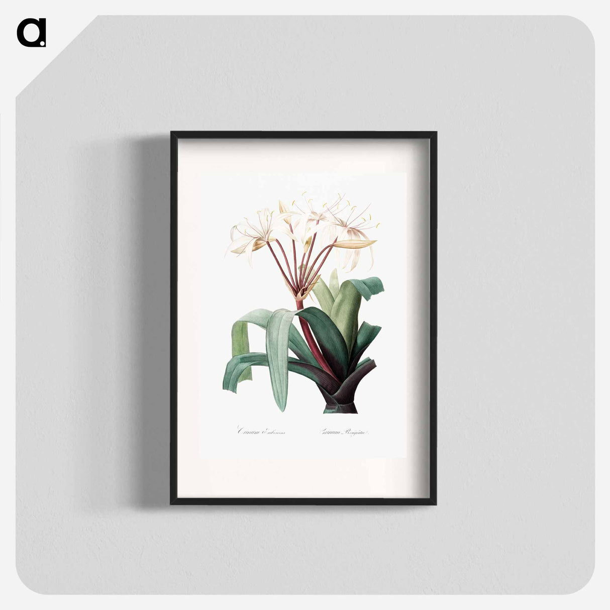 Crinum erubescens - Pierre-Joseph Redouté Poster.