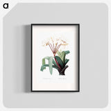 Crinum erubescens - Pierre-Joseph Redouté Poster.