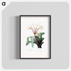 アートポスター-Crinum erubescens - ピエール ジョゼフ ルドゥーテ Poster.