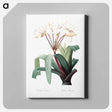 アートパネル-Crinum erubescens - ピエール ジョゼフ ルドゥーテ Canvas.
