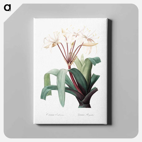 アートパネル-Crinum erubescens - ピエール ジョゼフ ルドゥーテ Canvas.