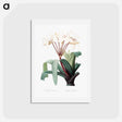 アートポストカード-Crinum erubescens - ピエール ジョゼフ ルドゥーテ Postcard.
