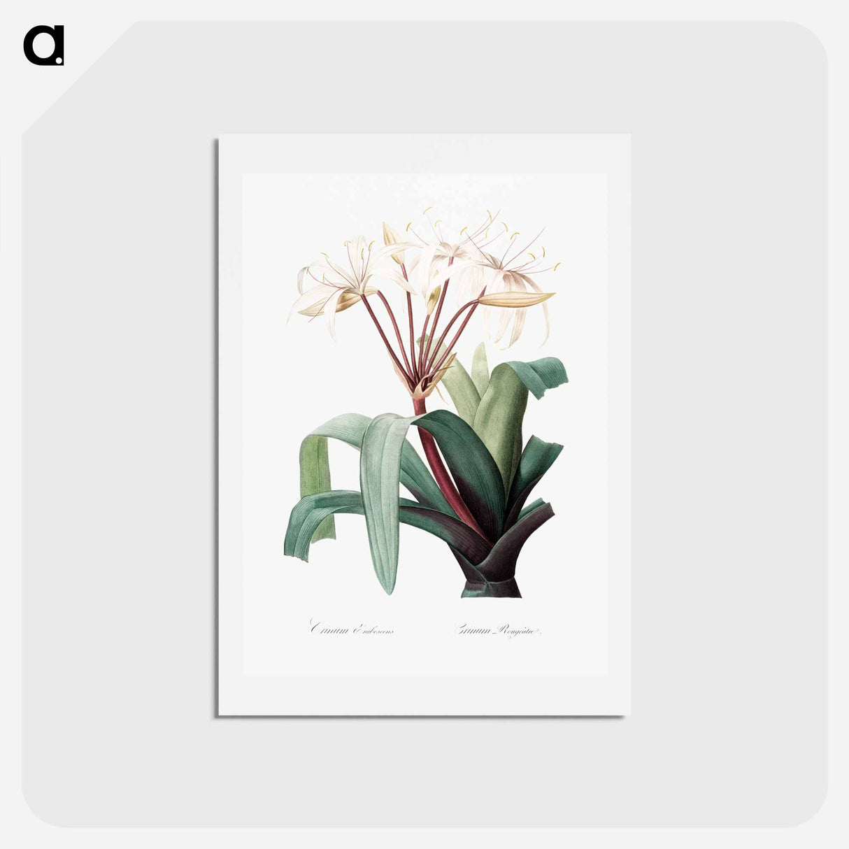 アートポストカード-Crinum erubescens - ピエール ジョゼフ ルドゥーテ Postcard.