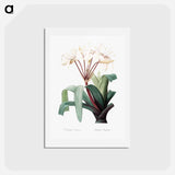 アートポストカード-Crinum erubescens - ピエール ジョゼフ ルドゥーテ Postcard.