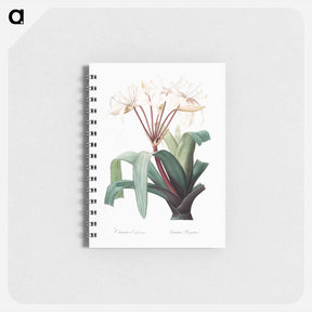 アートメモ帳-Crinum erubescens - ピエール ジョゼフ ルドゥーテ Memo.