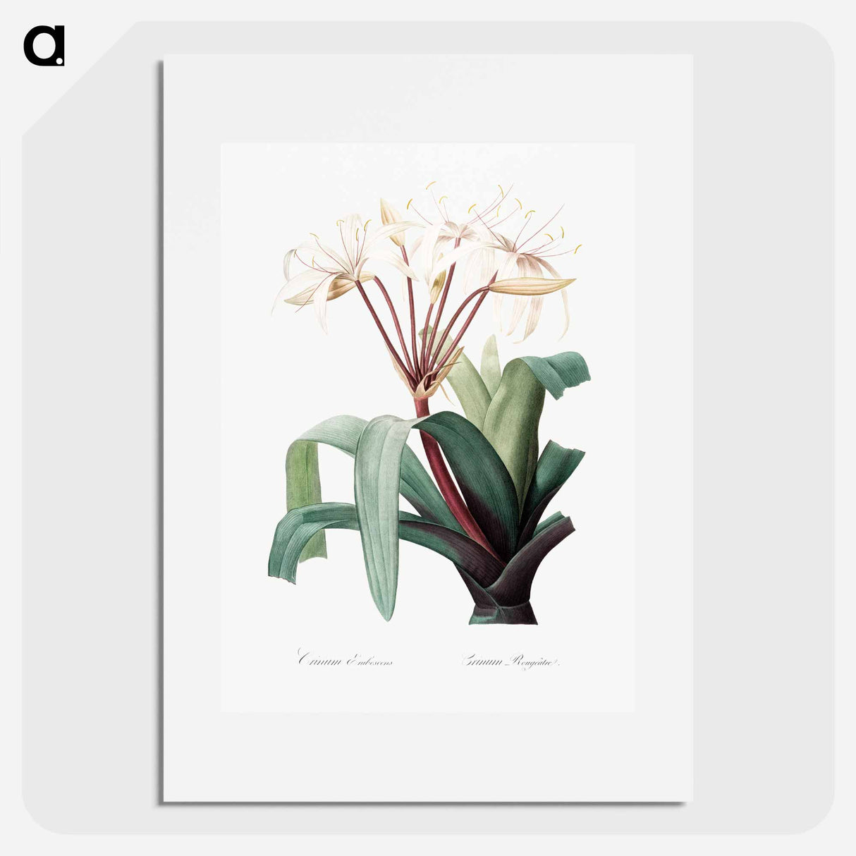 Crinum erubescens - Pierre-Joseph Redouté Poster.