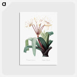 アートポストカード-Crinum erubescens - ピエール ジョゼフ ルドゥーテ Postcard.