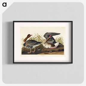 アートポスター-White-fronted Goose from Birds of America
 - アメリカの鳥たち Poster.