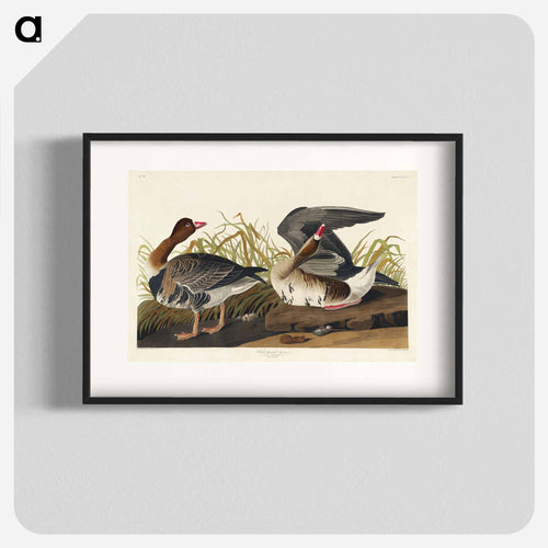 White-fronted Goose from Birds of America
 - アメリカの鳥たち Poster.