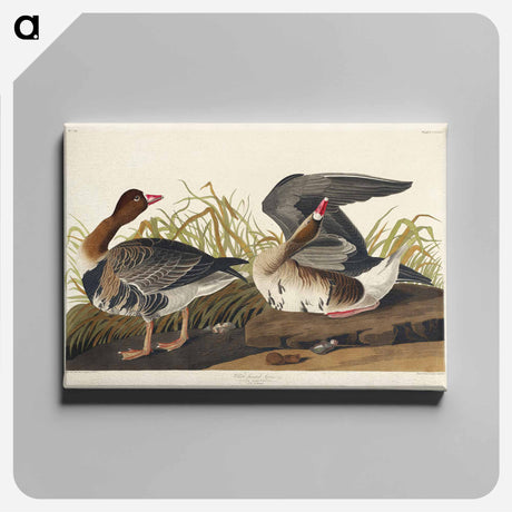 アートパネル-White-fronted Goose from Birds of America
 - アメリカの鳥たち Canvas.