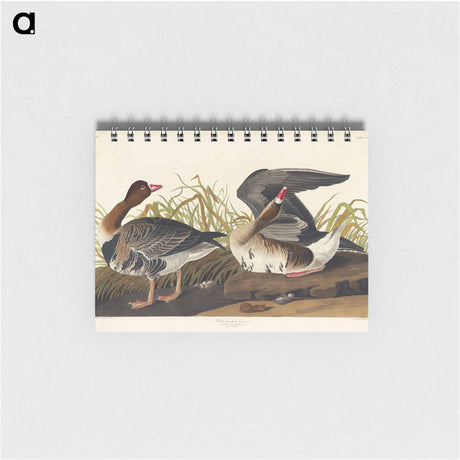 アートメモ帳-White-fronted Goose from Birds of America
 - アメリカの鳥たち Memo.