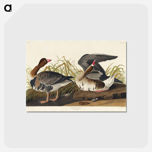 White-fronted Goose from Birds of America
 - アメリカの鳥たち Postcard.