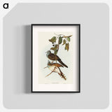 Barred-shouldered Ground Dove
 - オーストラリアの鳥 Poster.