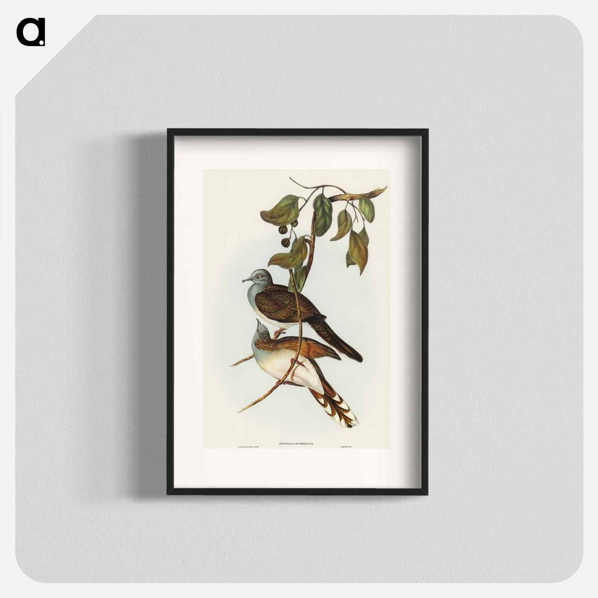 アートポスター-Barred-shouldered Ground Dove
 - オーストラリアの鳥 Poster.