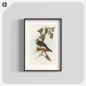 アートポスター-Barred-shouldered Ground Dove
 - オーストラリアの鳥 Poster.
