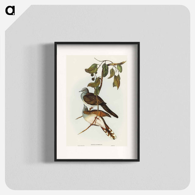 アートポスター-Barred-shouldered Ground Dove
 - オーストラリアの鳥 Poster.