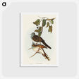 アートポストカード-Barred-shouldered Ground Dove
 - オーストラリアの鳥 Postcard.