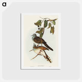 アートポストカード-Barred-shouldered Ground Dove
 - オーストラリアの鳥 Postcard.