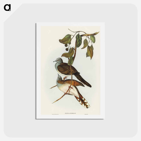 アートポストカード-Barred-shouldered Ground Dove
 - オーストラリアの鳥 Postcard.