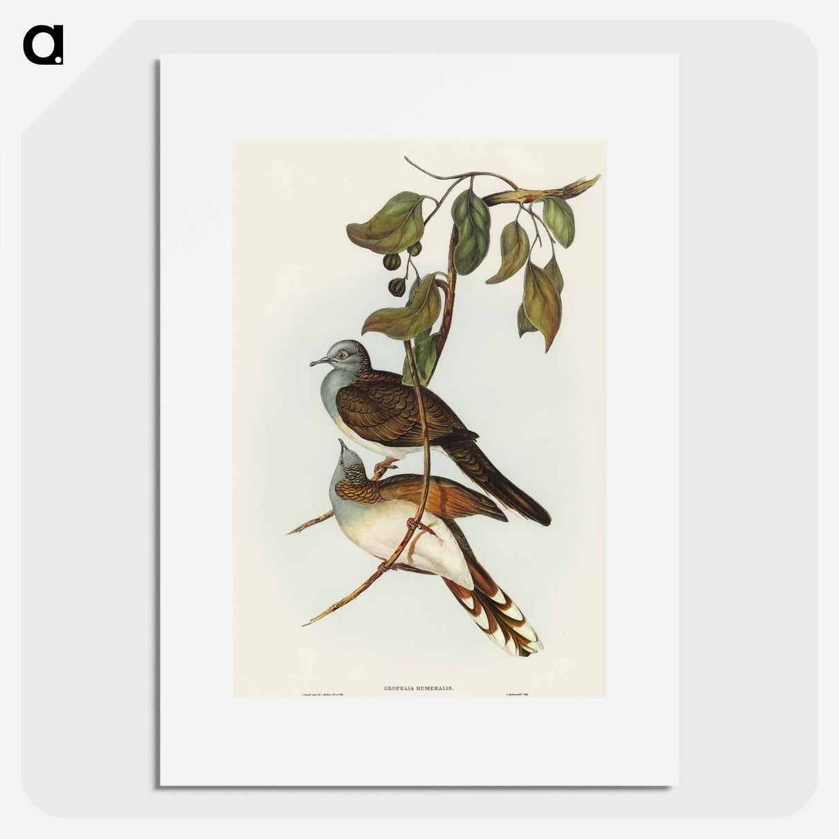 アートポスター-Barred-shouldered Ground Dove
 - オーストラリアの鳥 Poster.