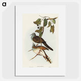 アートポスター-Barred-shouldered Ground Dove
 - オーストラリアの鳥 Poster.