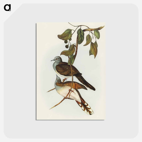 アートポストカード-Barred-shouldered Ground Dove
 - オーストラリアの鳥 Postcard.