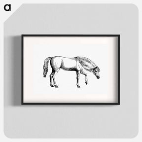 アートポスター-Arabian Horse
 - 大英図書館 Poster.
