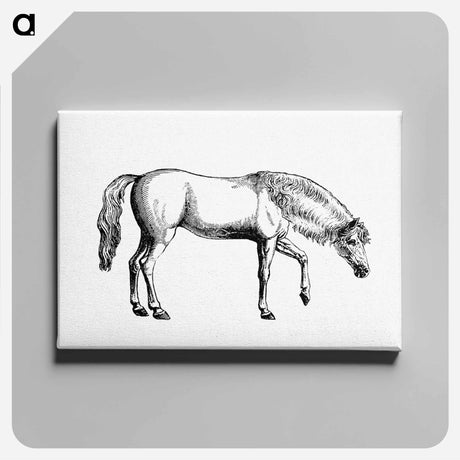 アートパネル-Arabian Horse
 - 大英図書館 Canvas.
