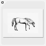 アートポスター-Arabian Horse
 - 大英図書館 Poster.