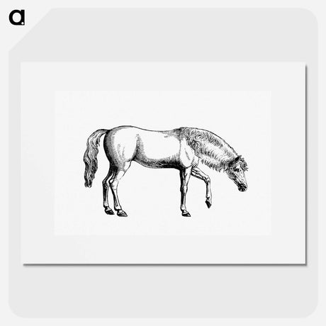 アートポスター-Arabian Horse
 - 大英図書館 Poster.