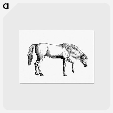 アートポストカード-Arabian Horse
 - 大英図書館 Postcard.