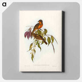 アートパネル-Red-throated Pachycephala
 - ジョン グールド Canvas.