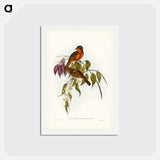 アートポストカード-Red-throated Pachycephala
 - ジョン グールド Postcard.