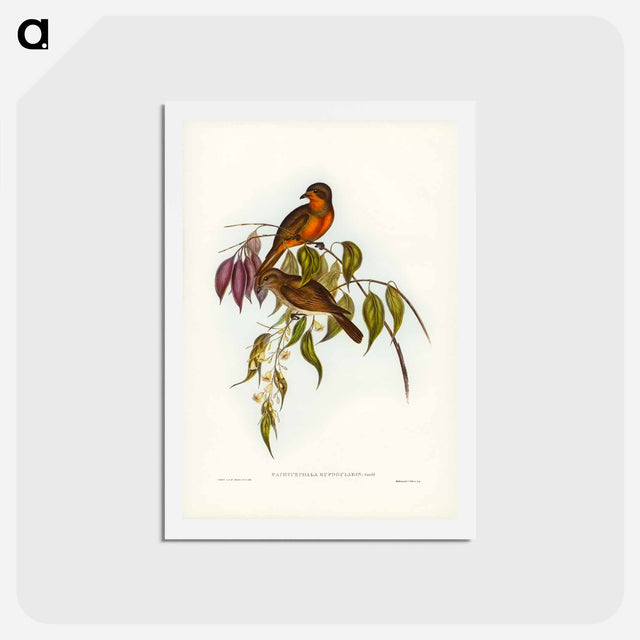 アートポストカード-Red-throated Pachycephala
 - ジョン グールド Postcard.
