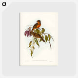 アートポストカード-Red-throated Pachycephala
 - ジョン グールド Postcard.