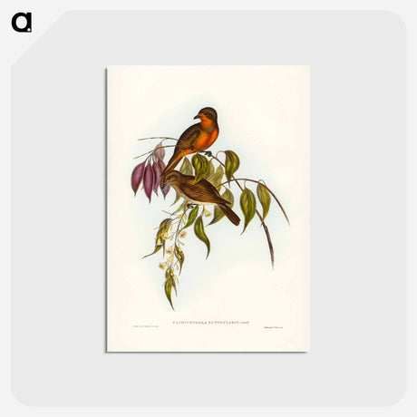 アートポストカード-Red-throated Pachycephala
 - ジョン グールド Postcard.