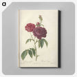 5-90_Pierre-Joseph-Redoute_canvas