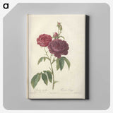 5-90_Pierre-Joseph-Redoute_canvas
