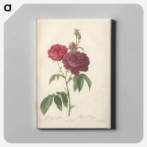 アートパネル-Rose illustration - ピエール ジョゼフ ルドゥーテ Canvas.
